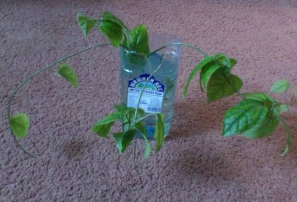 Клеродендрум томпсона (50 фото) - уход в домашних условиях, как вырастить и заставить цвести