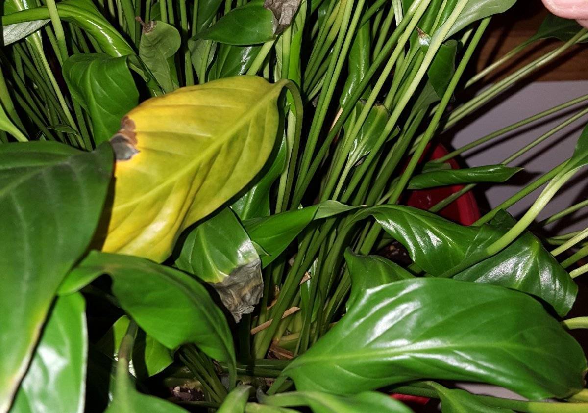 Почему у спатифиллума желтеют листья: причины и лечение