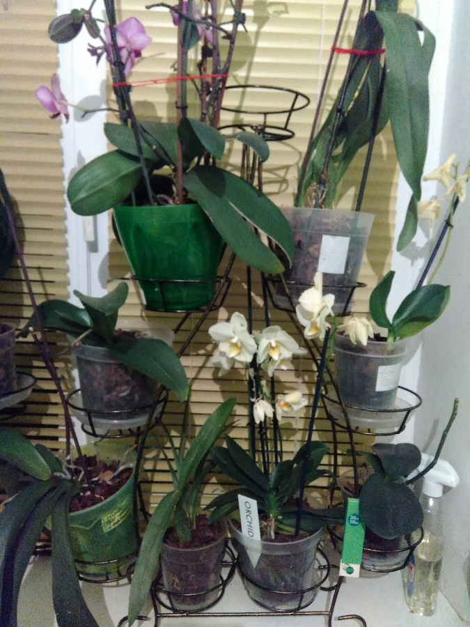 Какая кора подходит для орхидей: как собирать, сушить и делать своими руками