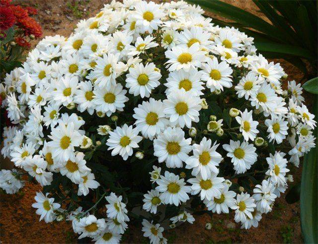 Белая хризантема сорта мультифлора, бакарди, сантини, шаровидная и ромашковая