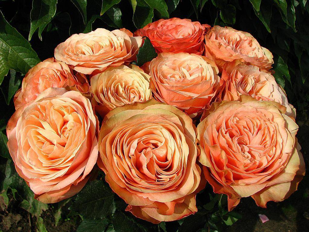 Пионовидные розы: топ-16 сортов, посадка и уход в открытом грунте