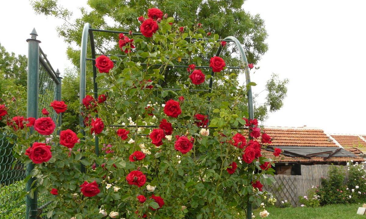 Роза плетистая дон-жуан: фото и описание сорта, отзывы
