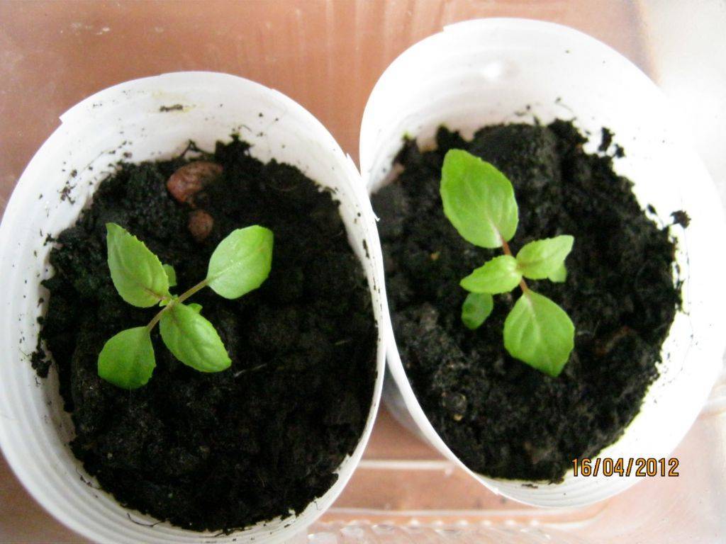 Семена фуксии: как посадить фуксию семенами в домашних условиях