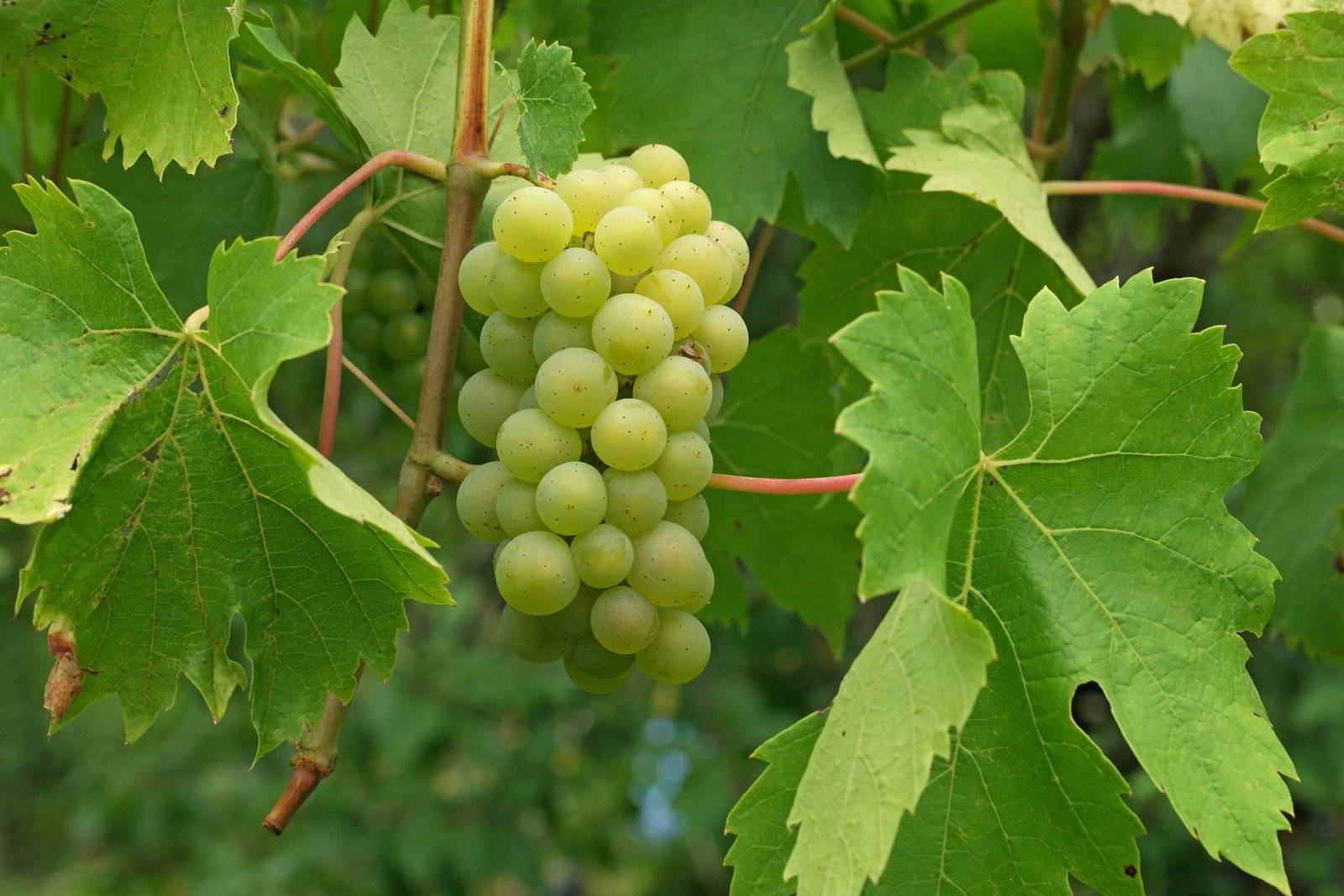 Циссус - домашний виноград, можно ли держать дома, виды, уход, фото