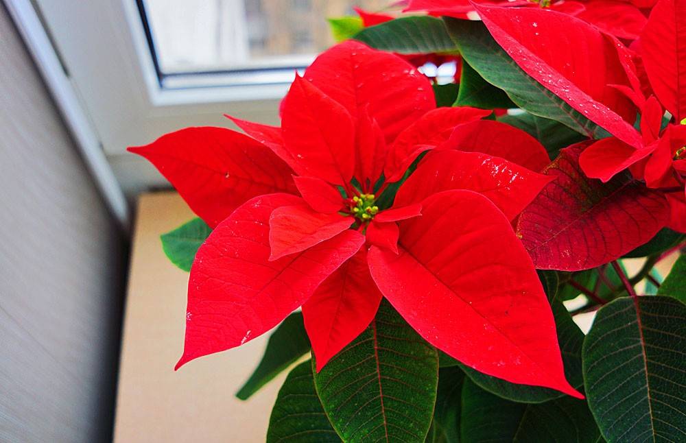 Рождественская звезда пуансеттия в вашем доме - как правильно ухаживать?