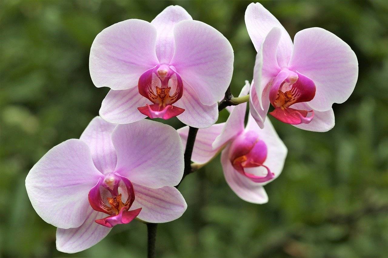 Лесные орхидеи: как выглядят северные цветы, а также растения в тропической местности, растения подмосковья и беламканда китайская