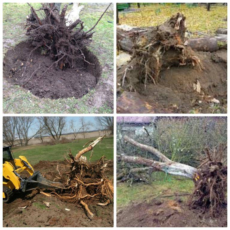 Как избавиться от корней деревьев на садовом участке