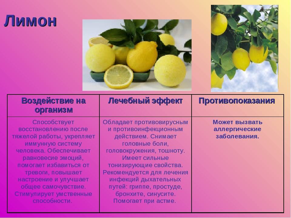 Лимон домашний: как ухаживать за цитрусом без ошибок?