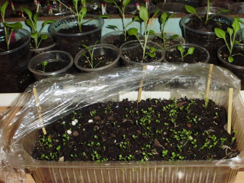 Кларкия изящная: выращивание из семян, когда сажать и пересаживать, фото и советы по организации ухода
