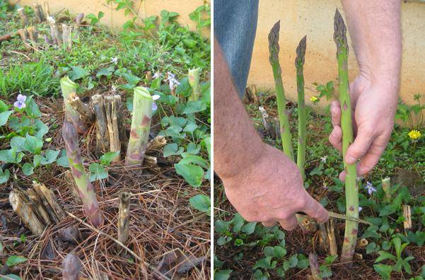 Секреты успешного выращивания комнатного цветка аспарагус