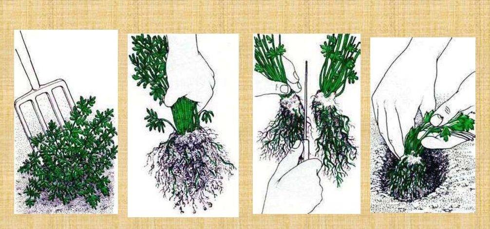 Как размножить лаванду от куста – подробное руководство для новичков