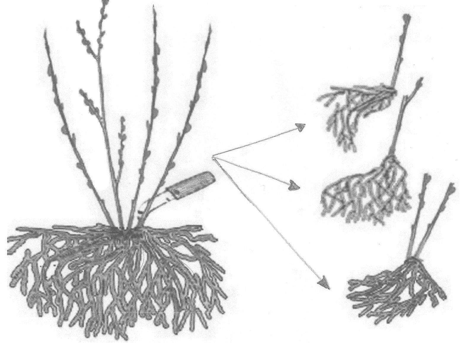 Лучшие способы размножить астильбу: выращивание из семян, деление куста, черенки