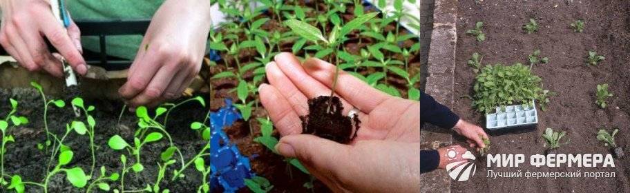 Выращивание кларкии из семян рассадой, посадка кларкии в открытый грунт и уход за кларкией в саду