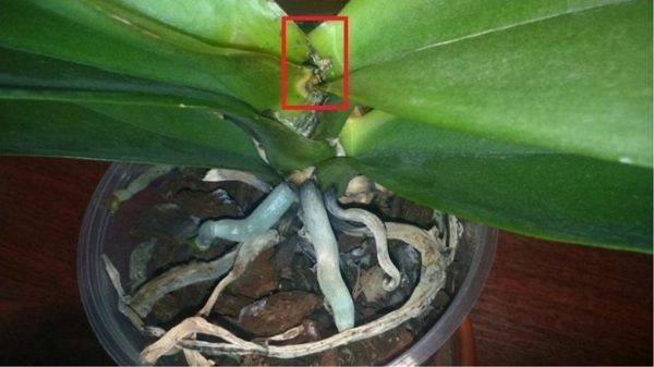 Почему орхидея не выпускает цветонос и что делать, чтобы её оживить, а также в случае, если листья растут, но стрелка перестала развиваться