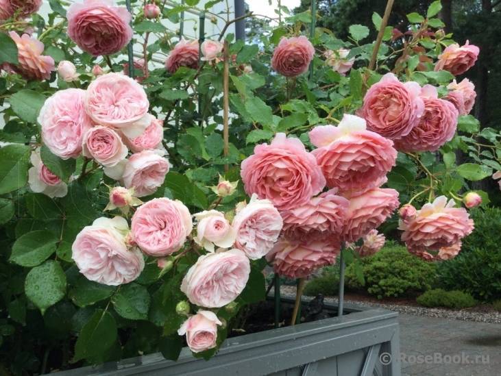 Английские розы: описание и фото лучших представителей групп сортов дэвида остина