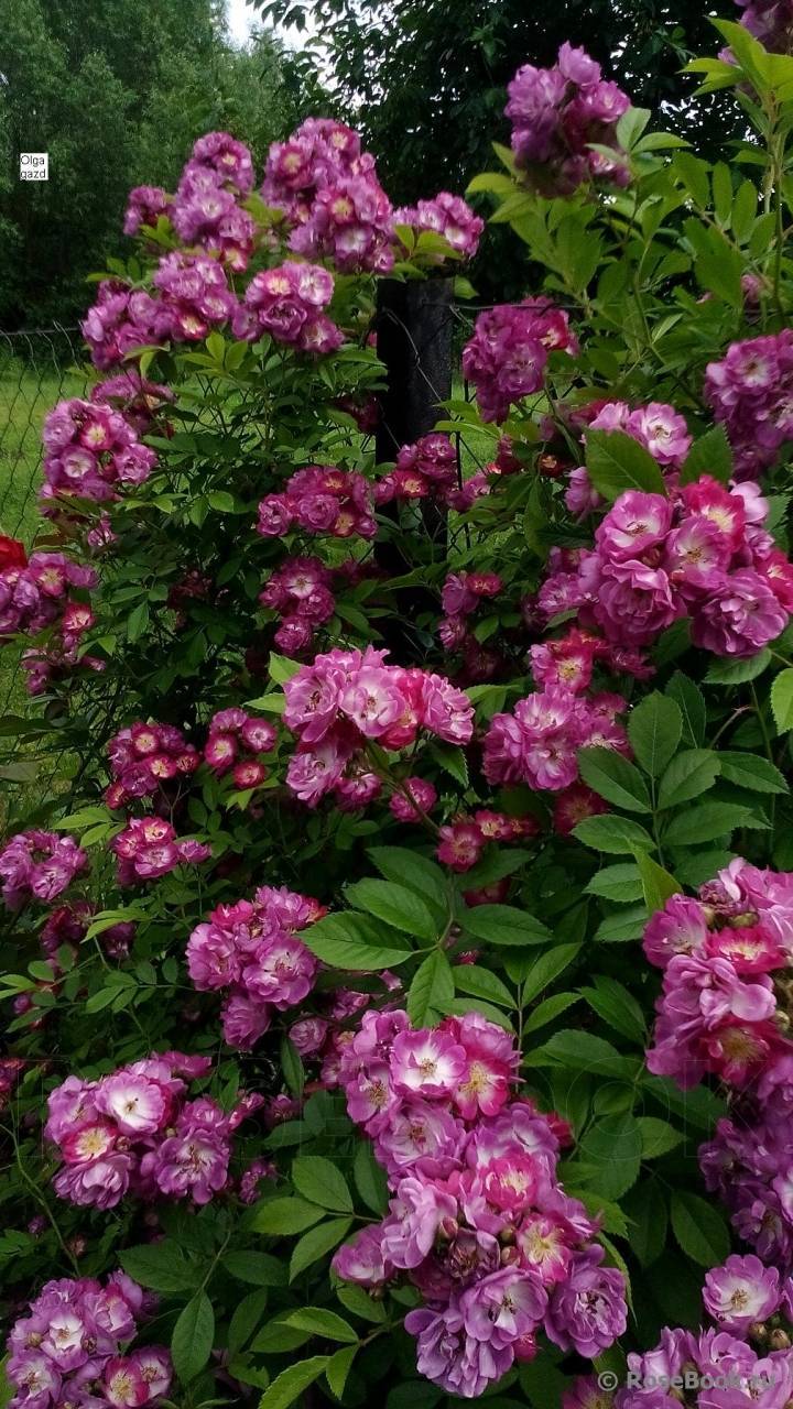Фиолетовые розы (36 фото): описание роз «сиреневый дождь» и других сортов, названия роз темно-фиолетового цвета, пионовидные розы