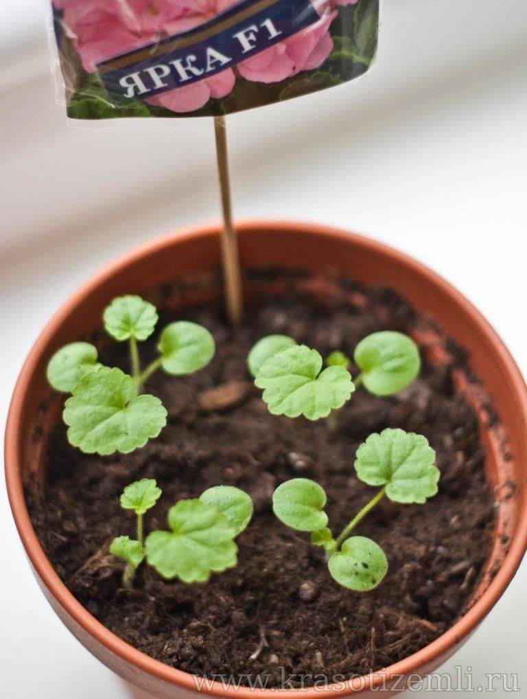 Выращивание пеларгонии из семян в домашних условиях - как получить рассаду