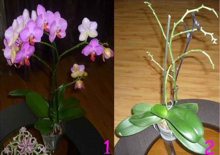 Что делать дальше, когда орхидея отцветает – рекомендации опытных цветоводов
