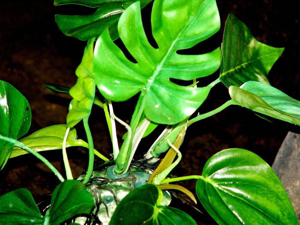 Филодендрон: уход в домашних условиях за вечнозеленым растением