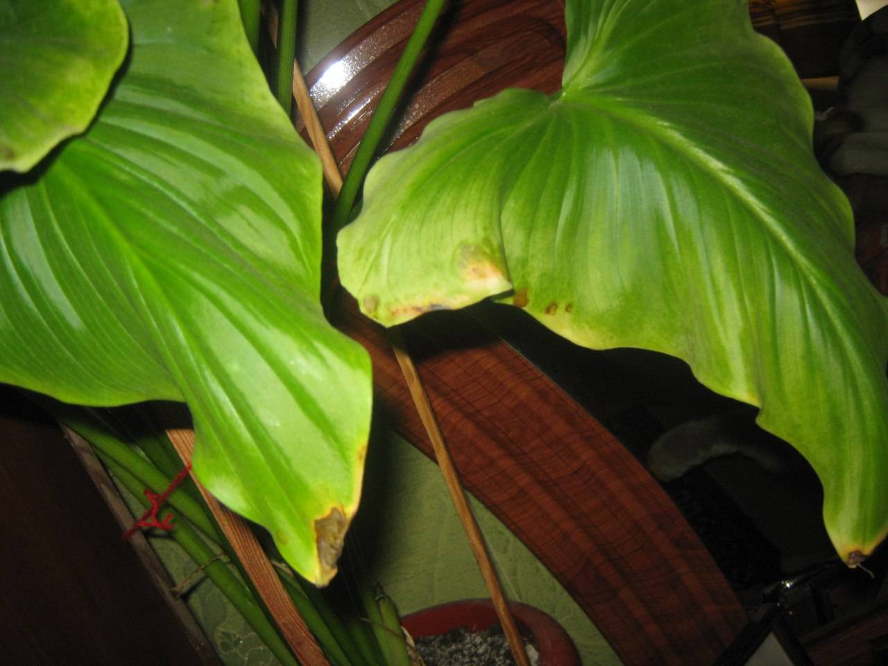 Почему сохнут кончики листьев у комнатных растений