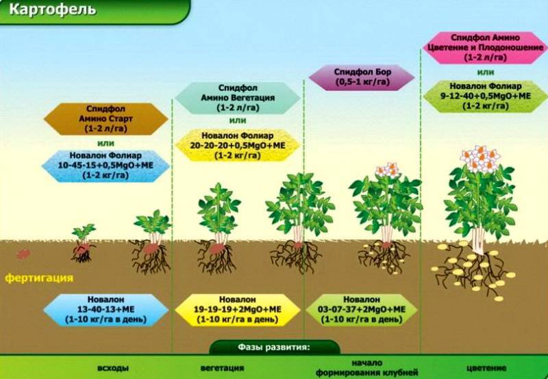 Стимуляторы роста для растений, корней и цветения: виды и применение