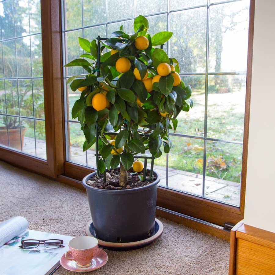 Как привить и вырастить домашний мандарин в горшке, чтобы регулярно получать плоды?