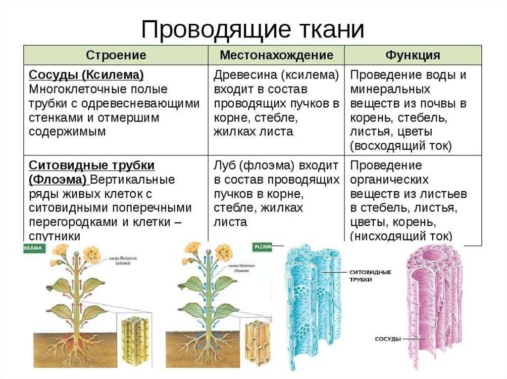 Растительные ткани: образовательная, покровная, основная, механическая, проводящая