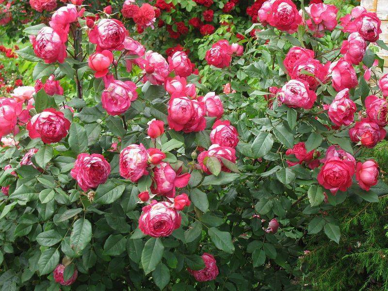 Роза бенджамин бриттен особенности выращивания - агро эксперт