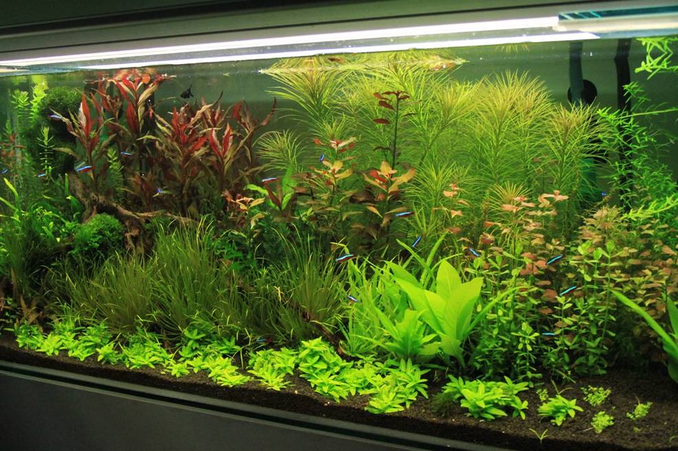 Как сажать аквариумные растения в аквариум?
