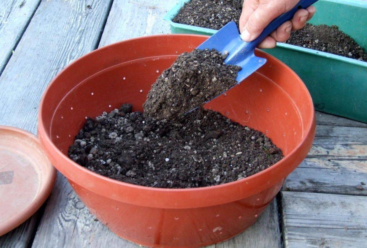 О выращивании камнеломки, посадке и уходе в домашних условиях, в открытом грунте