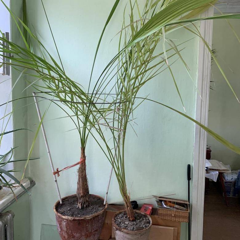 Финиковая пальма из косточки в домашних условиях