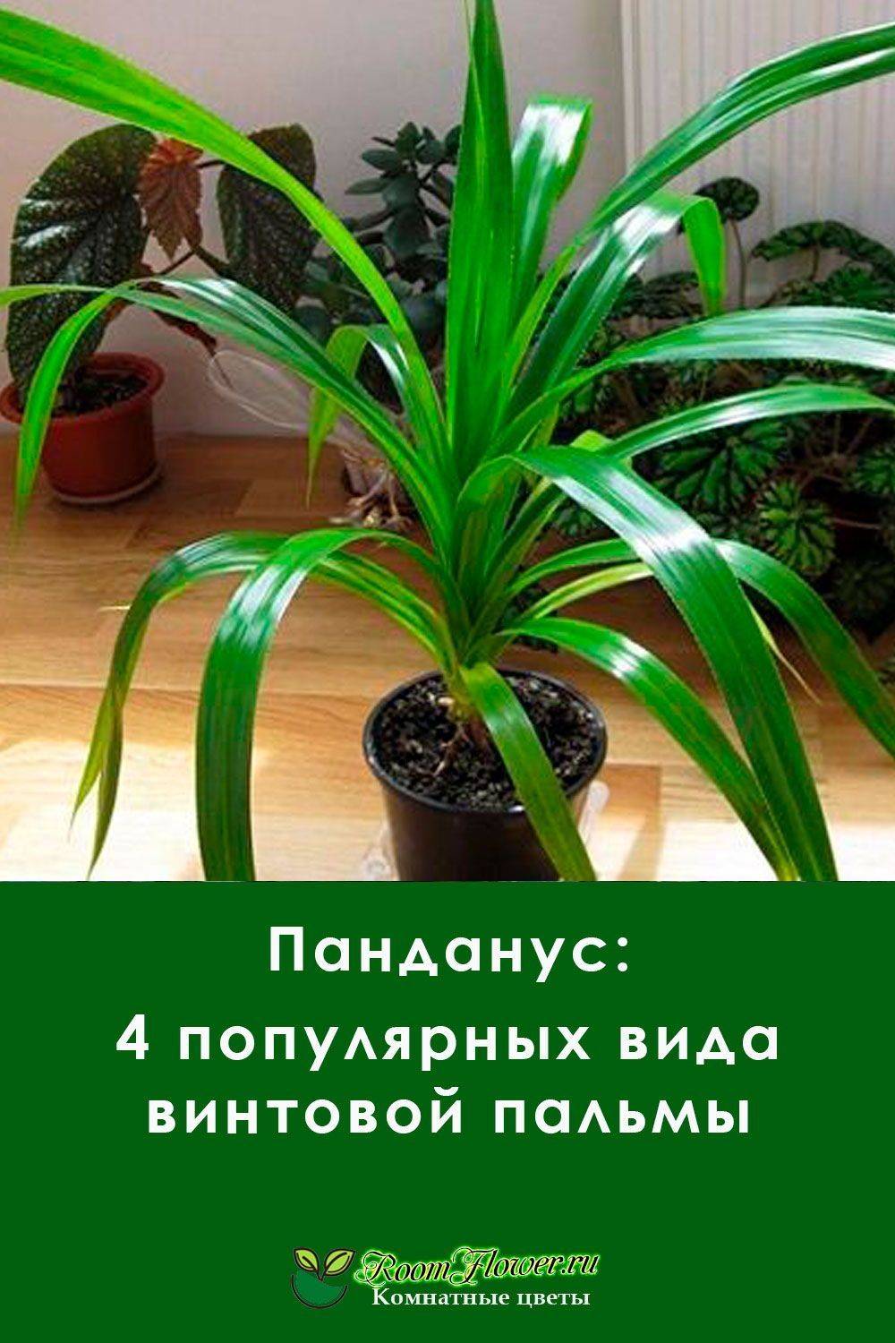Пальма панданус: описание и правила ухода, выращивания