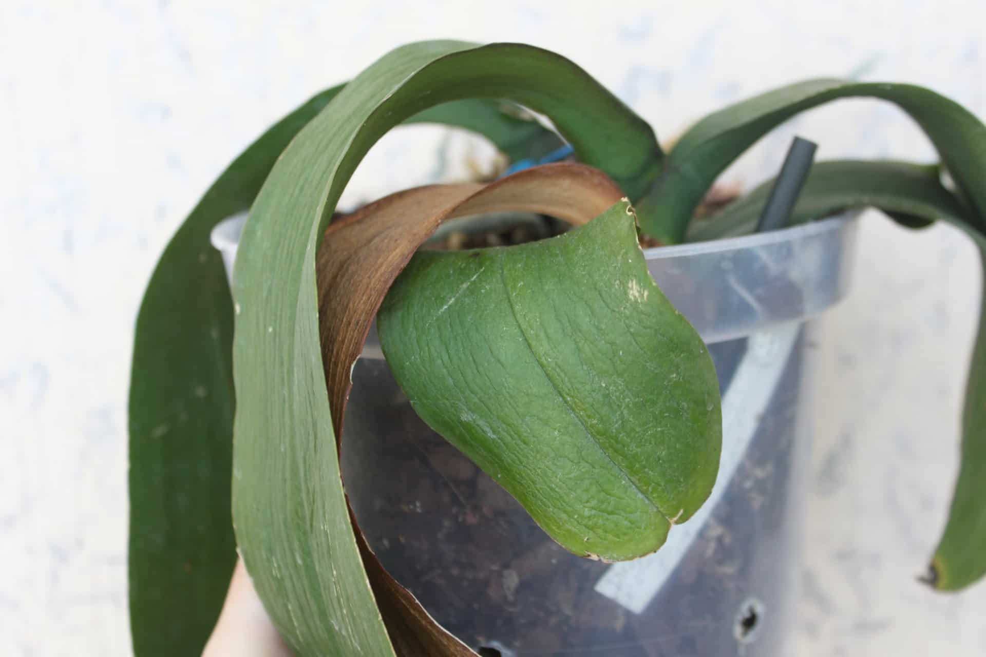 Как восстановить тургор листьев у орхидеи фаленопсис и каковы основные причины вялости, что делать, если растение потеряло упругость и морщинится