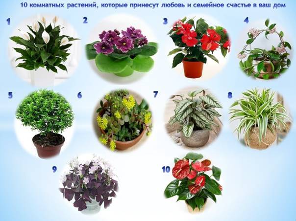 Комнатные цветы в доме — какое растение выбрать по приметы