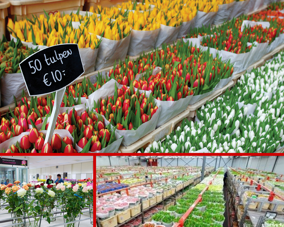 Аукцион голландских цветов — задача для профи!