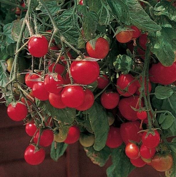 Ампельные помидоры – выращивание