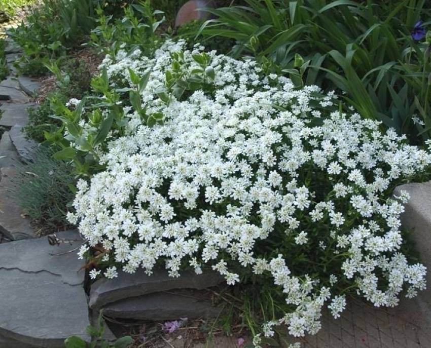ᐉ цветок иберис: посадка и уход в открытом грунте, фото, выращивание из семян - roza-zanoza.ru