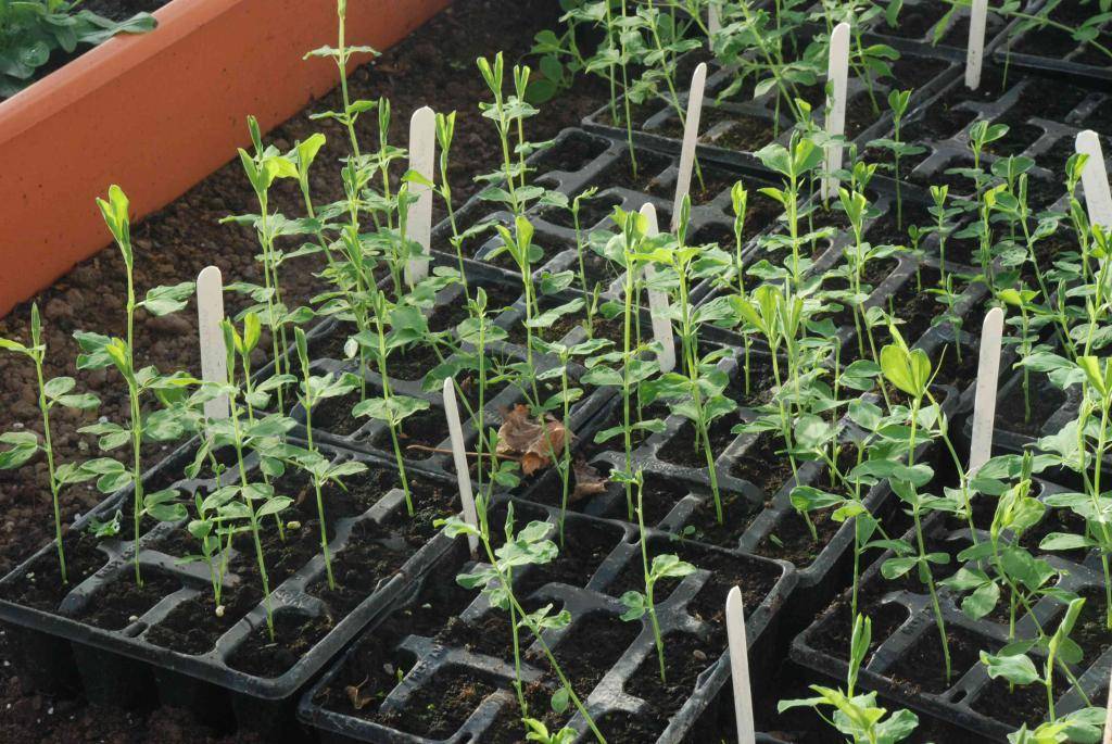 Как растет душистый горошек: правила выращивания