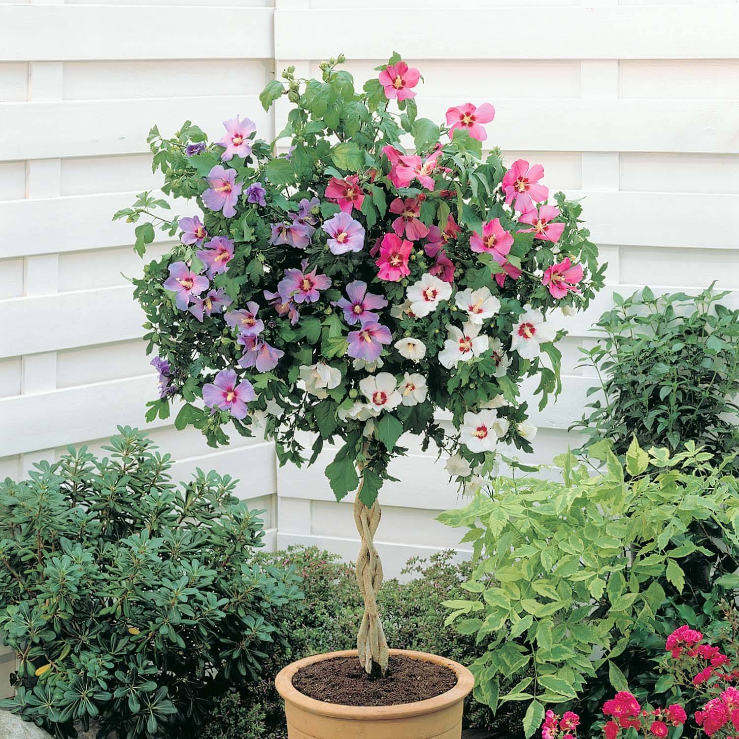 Штамбовая роза — как выбрать, посадить и ухаживать. фото — ботаничка.ru
