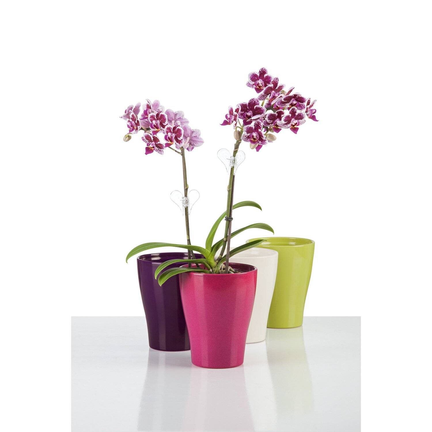 Горшки для орхидей (54 фото): какой горшок нужен для орхидей, каким он должен быть и как его выбрать, лучшие большие прозрачные стеклянные модели