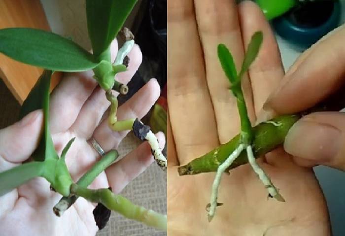 Руководство для начинающих цветоводов, как размножать орхидею в домашних условиях и на улице
