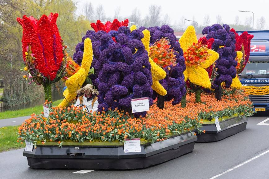 Фестиваль цветов в голландии: как и когда отмечают