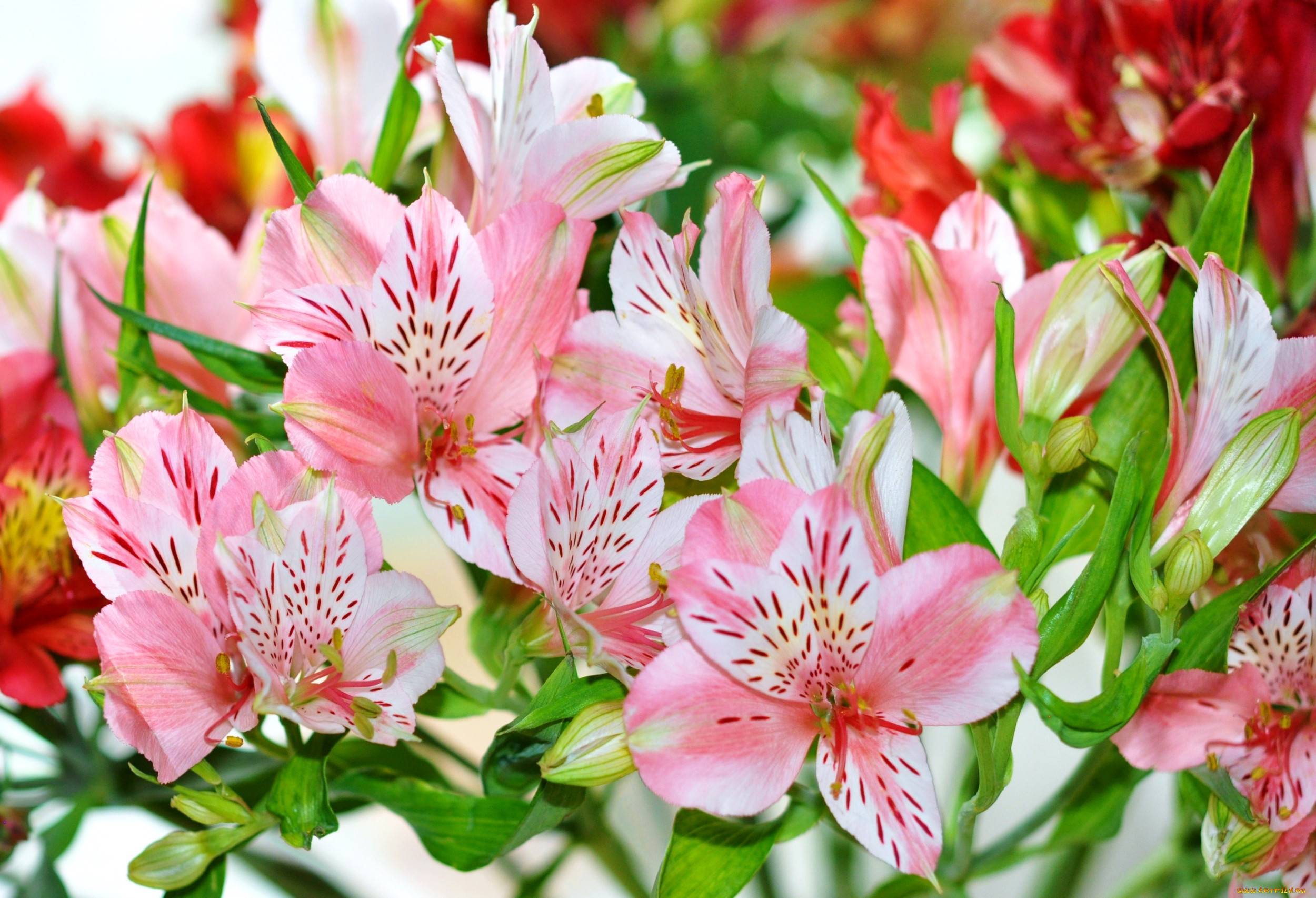 Тропические цветы альстромерия: посадка и уход в открытом грунте, теплице, дома