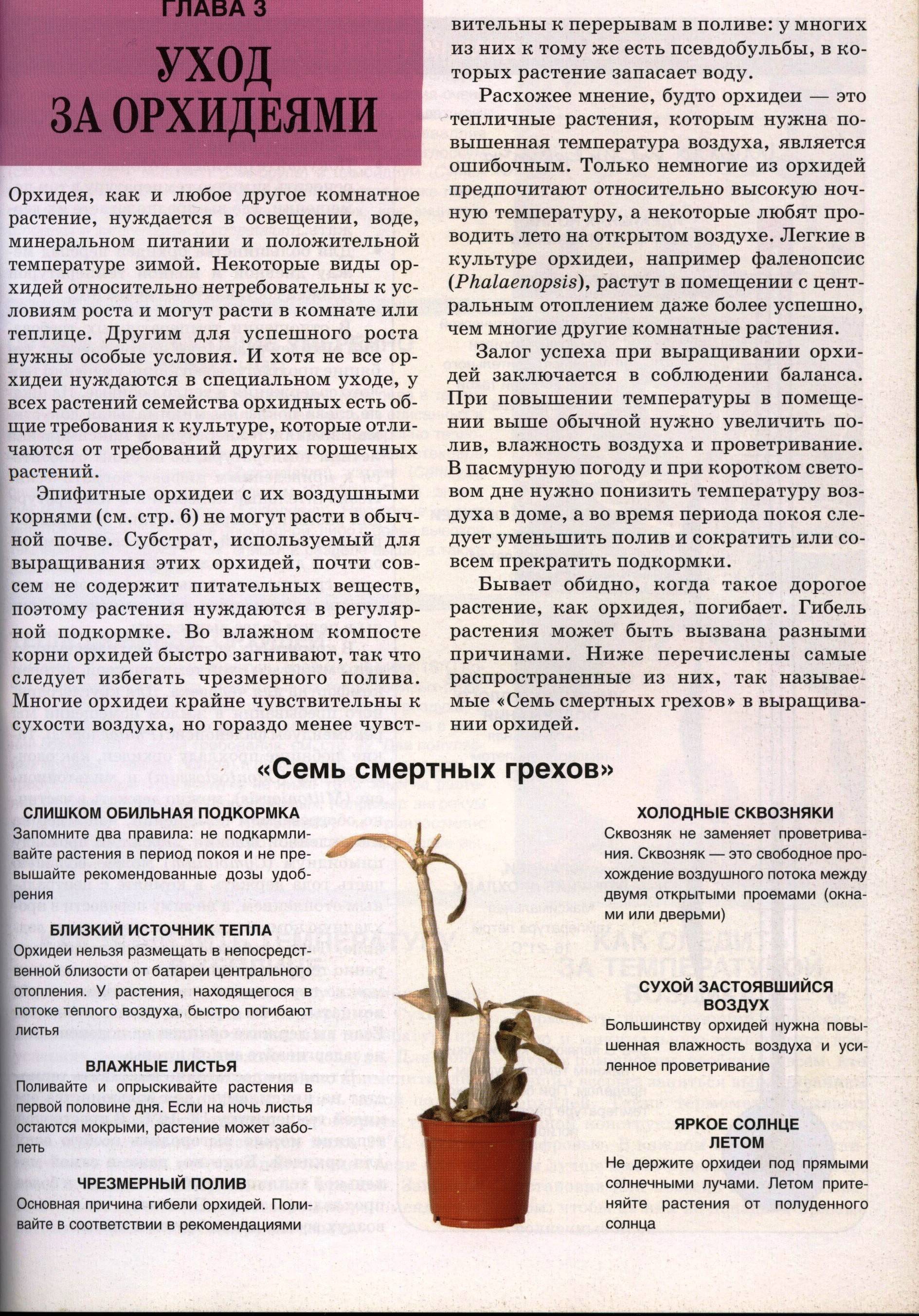 Когда можно пересадить орхидею в домашних условиях: пошаговая инструкция и особенности выбора горшка - sadovnikam.ru