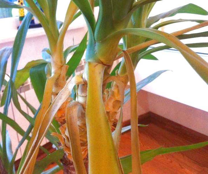 Как легко победить болезни юкки? почему желтеют, сохнут и опадают листья ложной пальмы?
