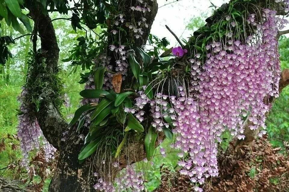 Орхидеи в природе: где и как растут в диких условиях, какие бывают — всё об окраске соцветий и шикарные фото на живых деревьях selo.guru — интернет портал о сельском хозяйстве