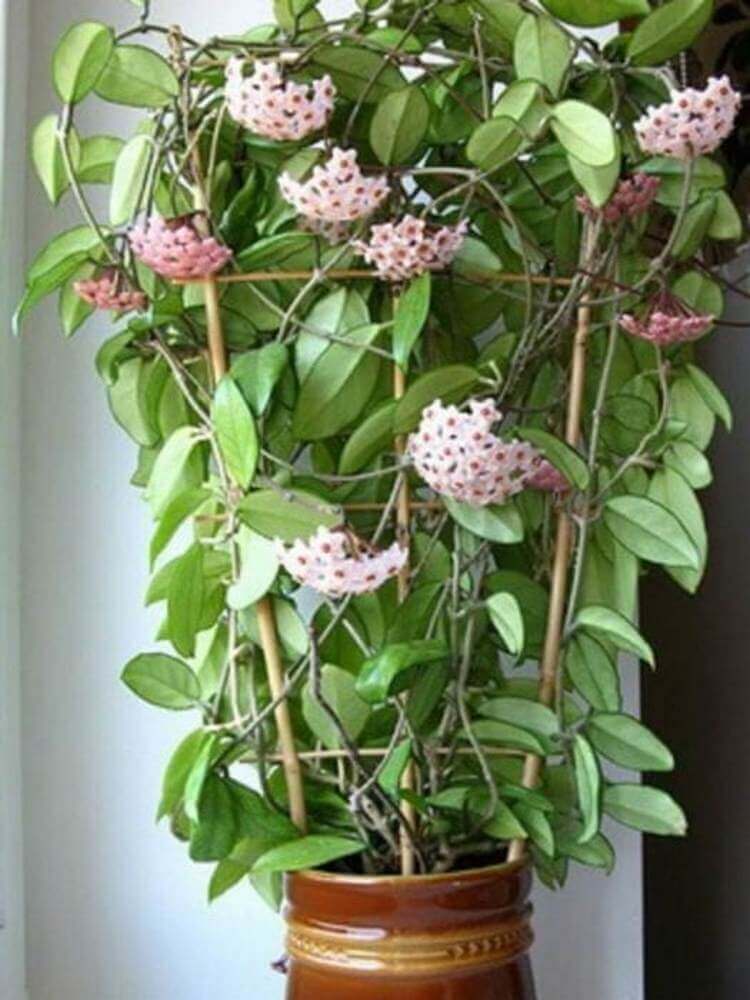 Комнатное растение хойя: фото, уход в домашних условиях, приметы