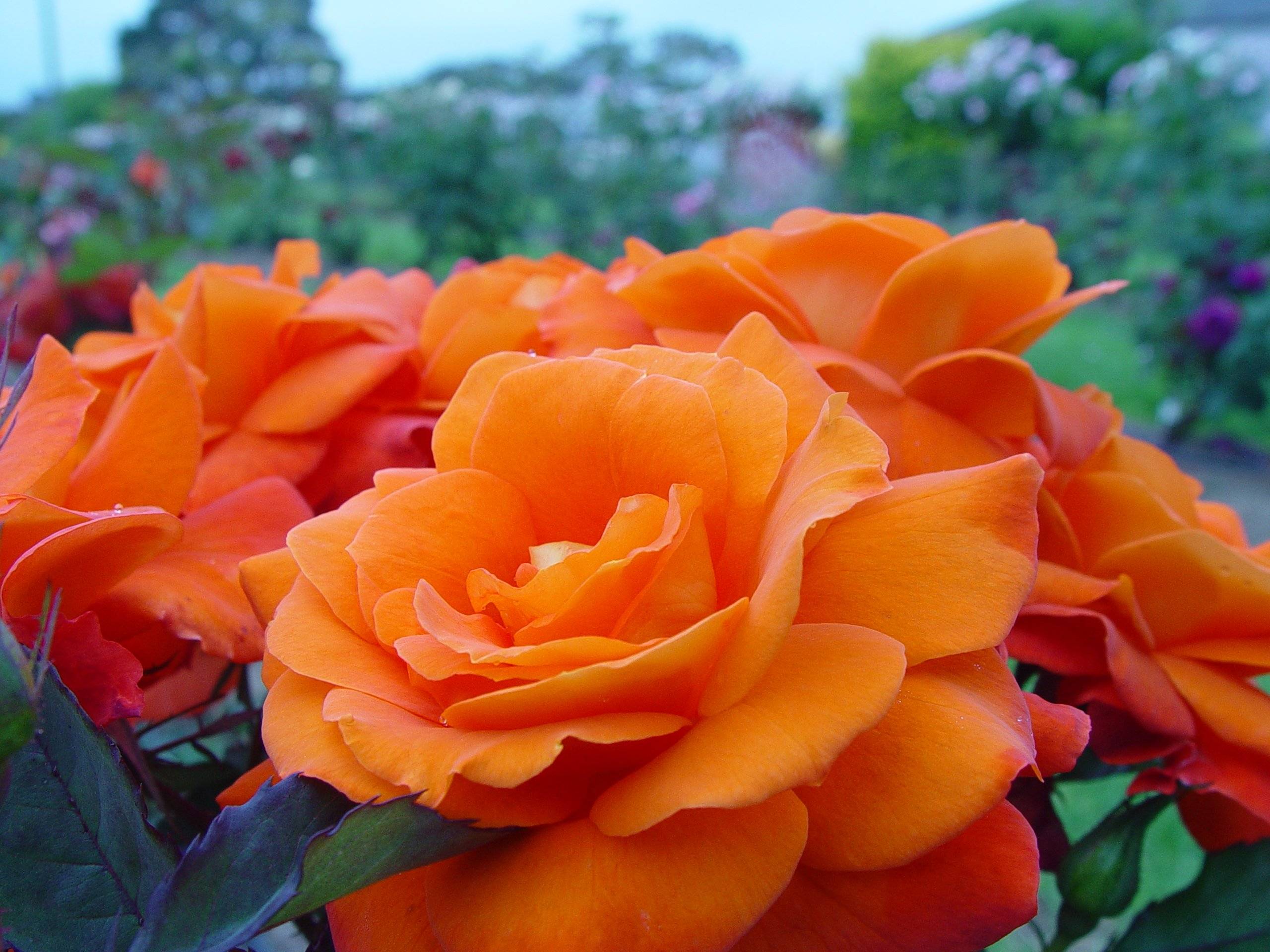 Коричневые розы: сорта, описание