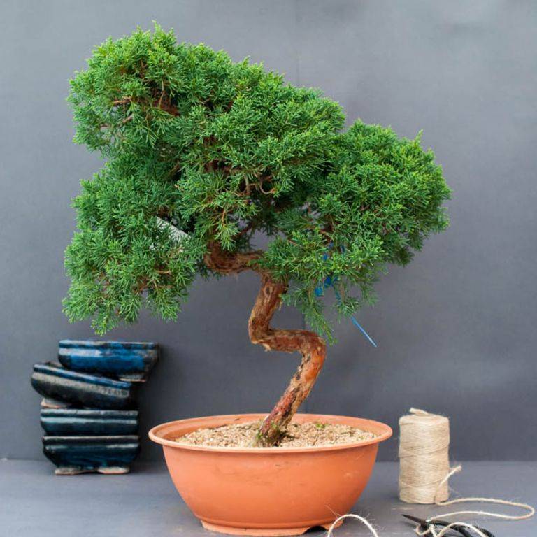 Способы выращивания бонсай. как вырастить дерево бонсай. фото — ботаничка.ru