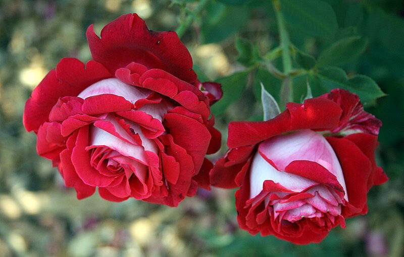 Роза осирия: описание, выращивание и особенности ухода ( фото)